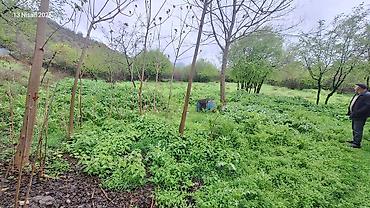 Torpaq sahələrinin satışı: FERMA SATILIR 2 HEKTAR erazide Dag eteyinde yerlewir 4 otaqli balkonlu — 11