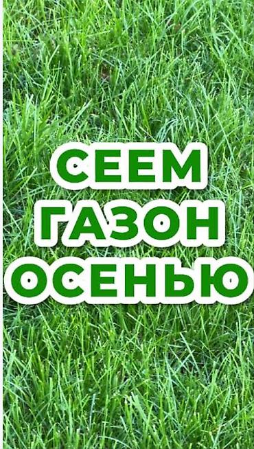 купить газонную траву в бишкеке: Осенний посев газона — профессиональные работы «под ключ». Что — 1