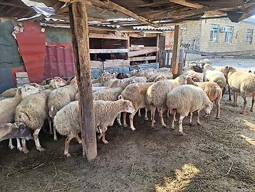 qoyun itləri: Kök kəsgilik heyvanda var damazdığa gedəndə var seçib də götürə bilər — 2