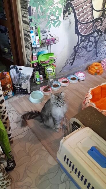 наполнитель для животных: Кото-гостиница! Гостиница для котиков приглашает на передержку милых