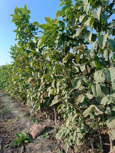 Tinglər: Her sor tinglermiz movcuddur yerli və xarici sortlar var sortlara — 7