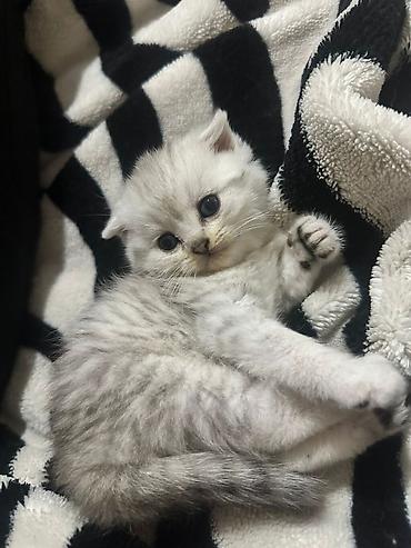 Pişiklər: Britan — 4