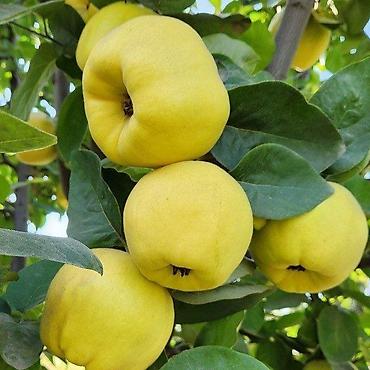 Другие фрукты: Айва свежая, садовая Описание: - Сочные, ароматные плоды ярко‑желтого — 1