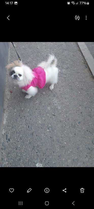 İtlər: Pekines, 10 ay, Peyvəndli — 8