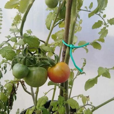 Bağ və bostan üçün digər məhsullar: ✅ Aqrotel, ✅ Kembrik ✅ Rezin İp İstifadə: Ağac Tingləri, Meyvə — 8