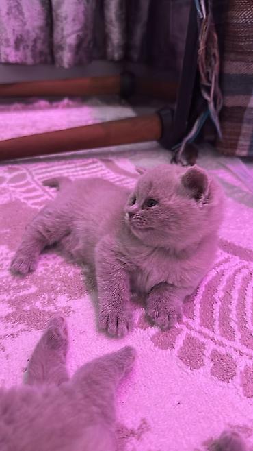 Pişiklər: Britan — 3