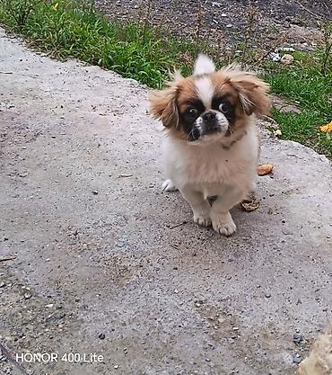 pudel sözünün mənası: Pekines — 1