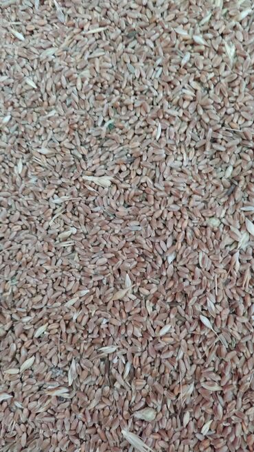 индюк цена за кг: Продаю пшеницу 18с Беловодск