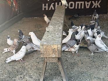 купить ежика бишкек: Голуби продается .Порода Иранцы. Лед игра гарантия 200% Все отдаю по — 2