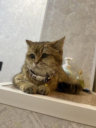 японская кошка: Скотиш Страйт (Шотландская прямоухая), 7 месяцев, Девочка, Золотая шиншилла, С прививками, Приучена к лотку, С документами — 2