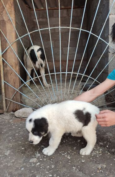 купить щенки немецкой овчарки: Продается щенок 2месяца кобель крупный линия малыш-тибул. 200$ вся