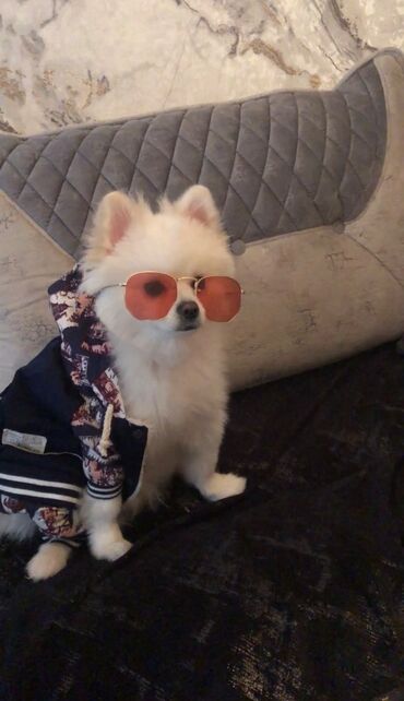 стрижка собак на дому недорого: Şpitz, 1 il, Erkek, Sənədli