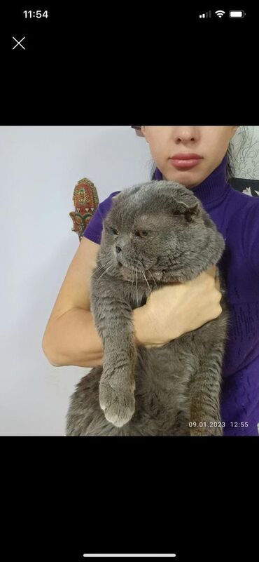 британская золотая шиншилла: Куплю Шотландского вислоухого кота, голубого или лилового окраса