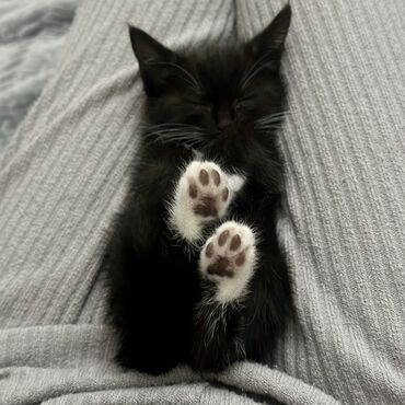 сиамский котенок: В Добрые Руки. Котенок ДЕВОЧКА 1,5 месяца ищет себе заботливых любящих