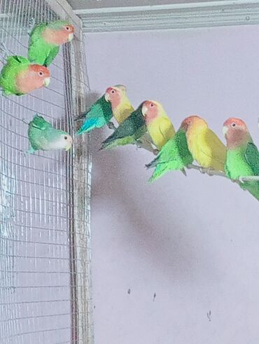 Tutuquşları: Bala veren cütler.Yuvaas bala al Tam sağlam quşlardı.Üiymət.topdan — 5