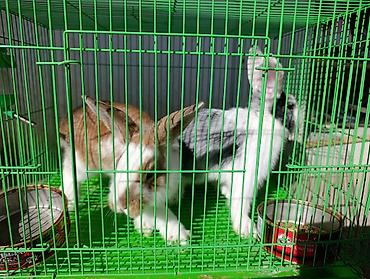 ак коён: Кролики декоративные (пара) - Окрас: один бело-рыжий, второй — 1