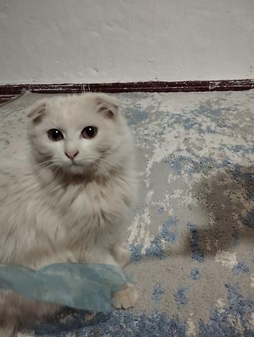 Продажа кошек: Шотландские котята (скоттиш‑фолд/страйт), серебристые и белые окрасы — 4