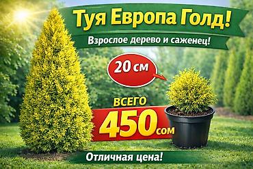 саженцы елки: Туи местные выращенные в Кыргызстане 100% приживаемость!!! Саженцы — 4