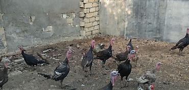 Kənd təsərrüfatı quşları: Erkək, Damazlıq — 1
