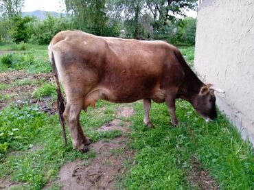 продаю домашние куры: Продаю | Корова (самка) | Алатауская | Для молока | Стельные