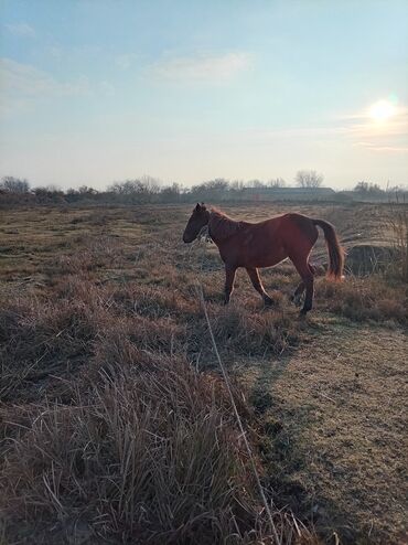Atlar: Erkək, il: 2, Ünvandan götürmə — 10
