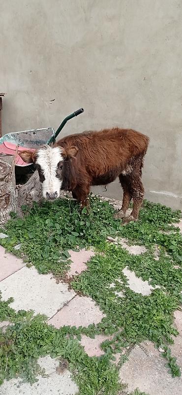 Dana, buzov: Satılır: balaca dana - Cins: qarışıq (qəhvəyi bədən, ağ-al rəngli — 1