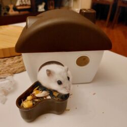 ağ sican: 2 xomyak Ag, ve boz biri dişi biri erkey. Kletkasi, su qabi, yemek