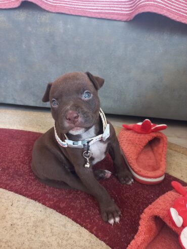 it qovan cihaz: Pitbul