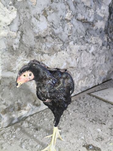 Cücələr: Toyuq cücələri, Damazlıq, Ünvandan götürmə — 13