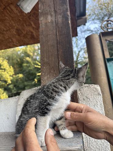 кошки белые: Кошка даром: Беспородная, 1 месяц, Мальчик, Приучена к лотку — 4