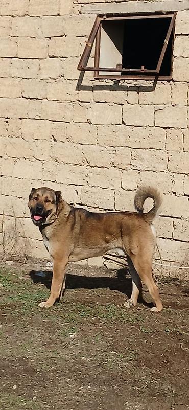 İtlər: Qurdbasar, 1 il, Erkek, Peyvəndli -da lalafo.az — 3 İtlər: Qurdbasar, 1 il, Erkek, Peyvəndli — 3