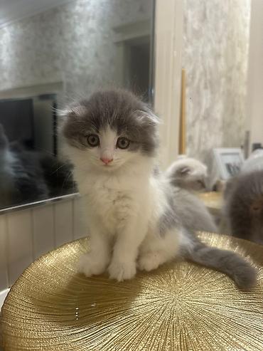 Şirin balaca pişik balaları - Cins: uzun tüklü ev pişikləri (müxtəlif