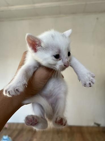 турецкая кошка: Котёнки с большими выразительными глазами. Короткая мягкая шерсть — 3