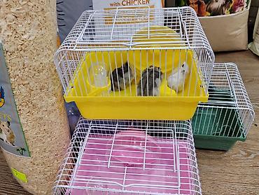 Gəmiricilər: Xamyak cunqarik bir cut ag vəya boz: Bir qəfəs bir kq yem iki aylıq — 5