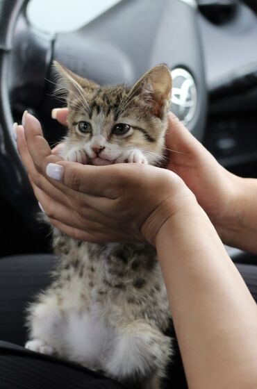 ош кошка: Котенок, кошка, кот г.Бишкек Мальчик 2 месяца ищет добрые руки От