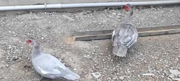 Ördəklər: Erkək, | Lal ördək, Damazlıq, Ünvandan götürmə