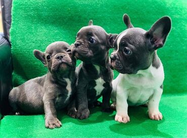 Psi: Štenci francuskog buldoga egzotične plave boje bez tigrine, veseli — 6