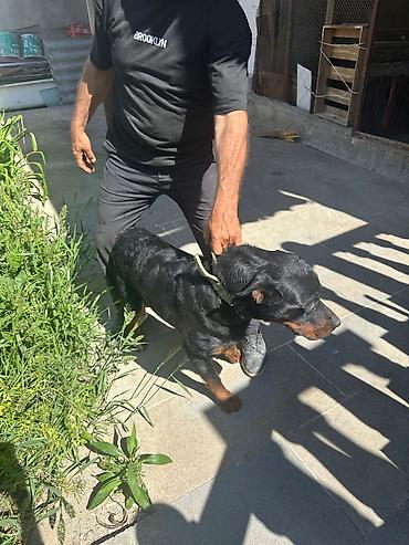 İtlər: Rotveyler, 1 il, Erkək, Peyvəndli — 5