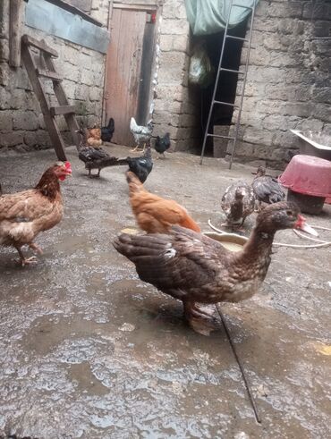 Digər quşlar: Salam. 4 ədəd erkək lal ördək satılır. 4 aylıq iri quşlardır. Düzdü — 1