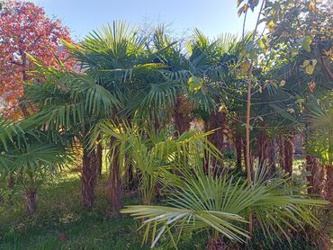 Ağaclar: Məhsul: Bağ və landşaft üçün dekorativ palma və iynəyarpaq — 1