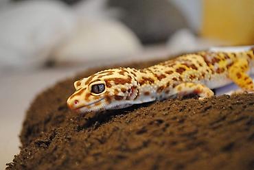 taxta qurdu: Bearded dragon ( aqama ) ve gecko ( eublefar ) kertenkele balalari — 1