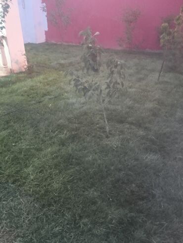 Toxumlar: Abadliq isleri qazon torf agaclar gul cicey bağlarda umumi abadliq — 3