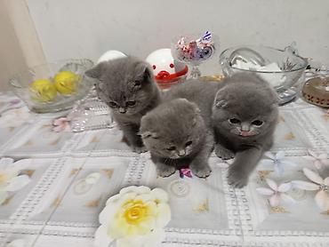 Pişiklər: Britan — 11