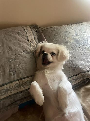 sort itlər: Pekines, 7 ay, Dişi, Peyvəndli, Ünvandan götürmə, Ödənişli çatdırılma — 3