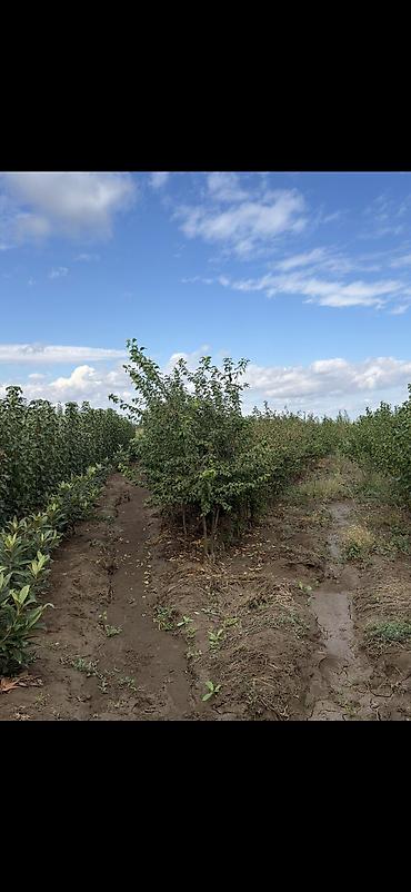 Ağaclar: 🌳 Meyvə ağacları və tinglər satılır! Alma Ərik, şaftalı Alça, gilas -da lalafo.az — 13 Ağaclar: 🌳 Meyvə ağacları və tinglər satılır! Alma Ərik, şaftalı Alça, gilas — 13