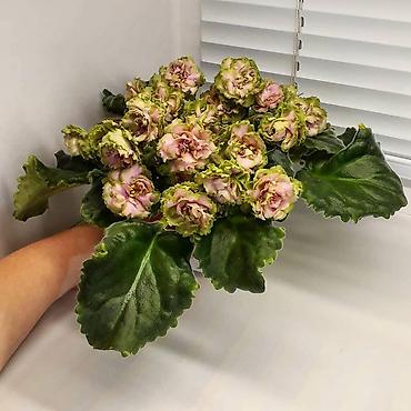 Фиалки и глоксинии: 🌱🌺🌱 Продаю сортовые ДЕТКИ стандартных, трейлерныхмини и полумини — 15