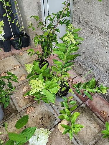 payiz dekoru: Ağ çiçəkləri olan panikulyar hortensiya (Hydrangea paniculata) – — 5
