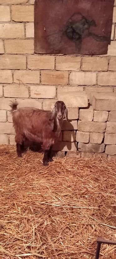 Keçi, çəpiş: Super təmiz qan hələb keçisi. Birinci qarın doğacaq İNŞƏALLAH. Başı — 4