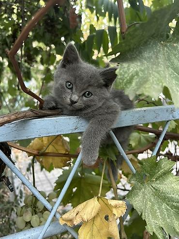 Мышыктар: Отдам в хорошие руки котят 3 черных котят -девочки, серый мальчик - — 10