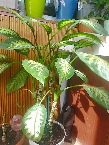 диффенбахия растения: Дифенбахия (Dieffenbachia) с декоративной пестролистной листвой. - — 4
